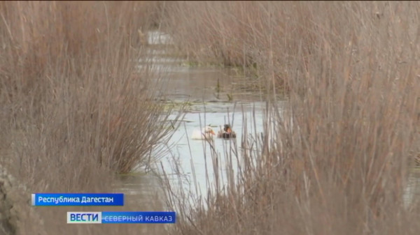 В Дагестане спасают высыхающее озеро